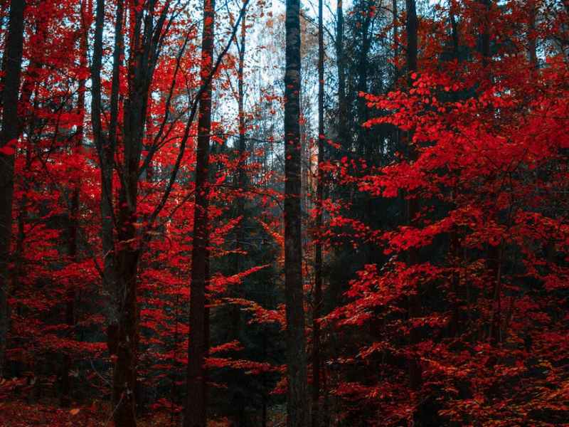 IMPORTANT PROPHETIC WORDS