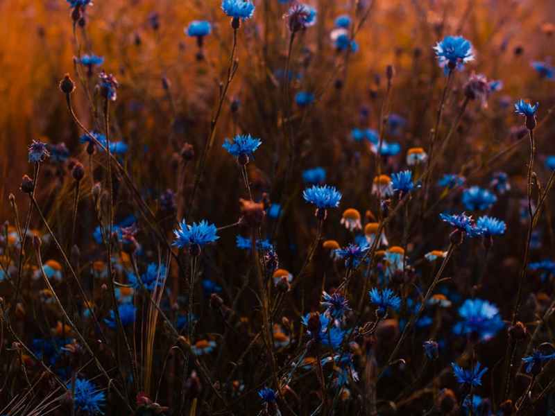 Pray with scriptures